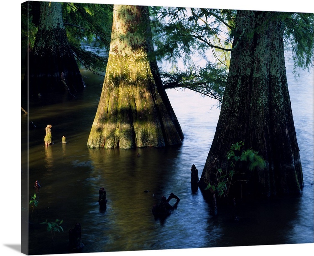Bald cypress trees (Taxodium distichum) in Lake Bolivar, close up