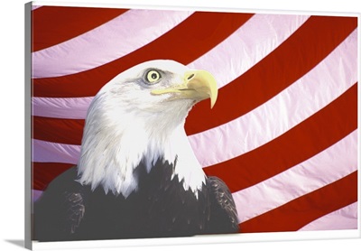 Bald Eagle on Flag