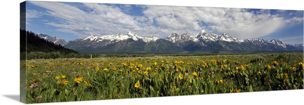 Balsam roots in a field with mountains in the background, Antelope Flats, Grand Teton National Park, Wyoming