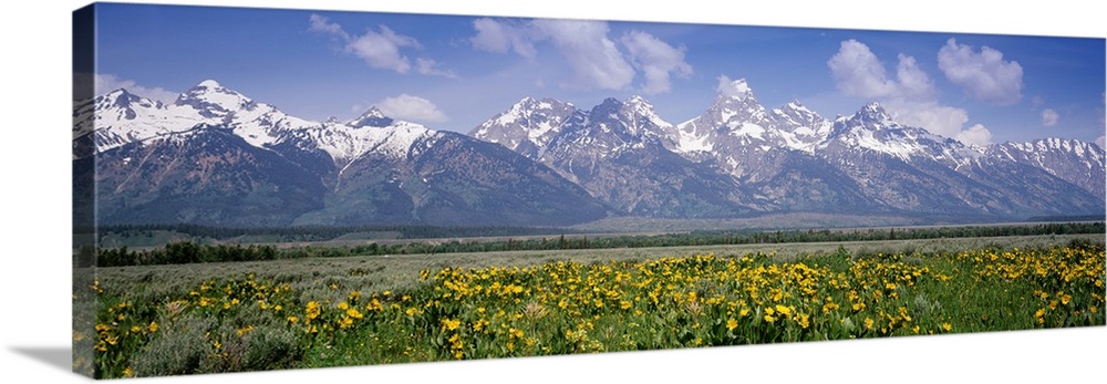Long horizontal photo on canvas of rugged snow covered mountains in the background of a field.