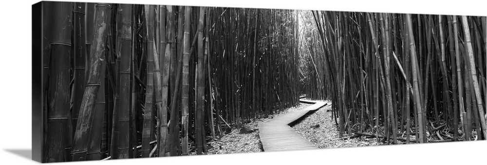 Bamboo forest, Oheo Gulch, Seven Sacred Pools, Hana, Maui, Hawaii