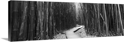 Bamboo forest, Oheo Gulch, Seven Sacred Pools, Hana, Maui, Hawaii