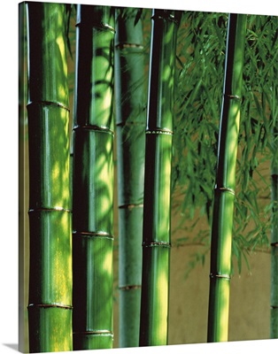 Bamboo stalks