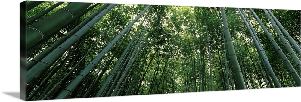 Panoramic photograph of Asian forest with tall bare trees mixed in with leaf filled trees.