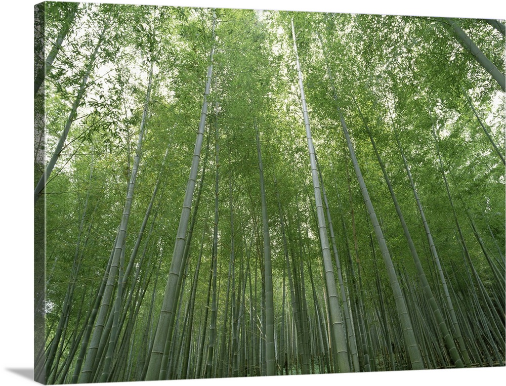 Big, horizontal, low angle photograph of a dense forest of tall bamboo trees in Fukuoka, Kyushu, Japan.