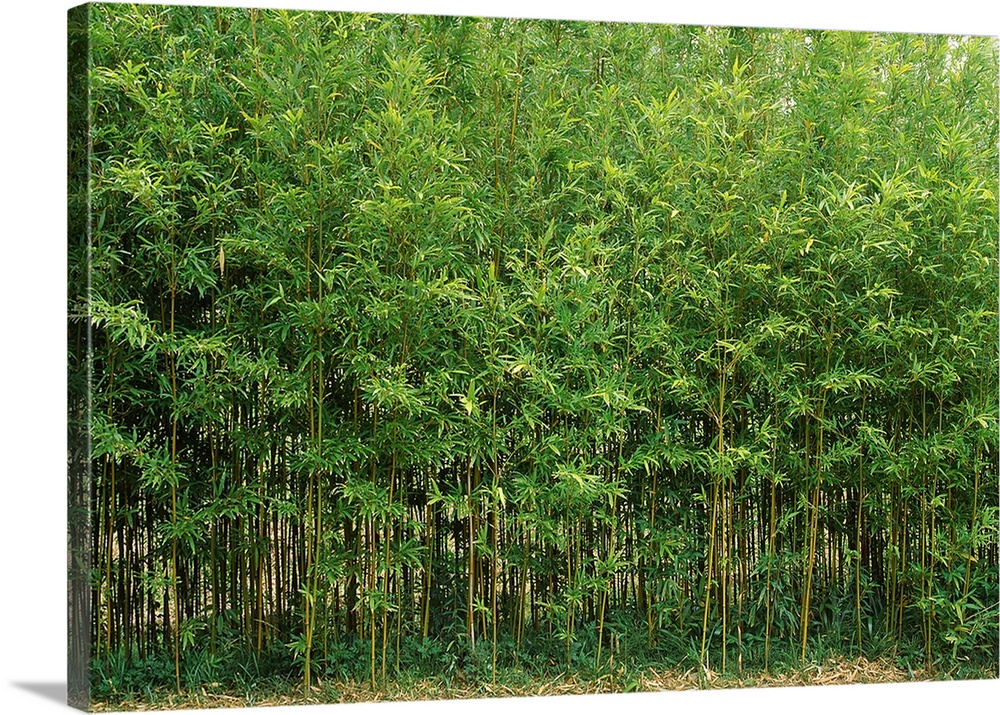 Horizontal photograph on a big canvas of a dense forest of green bamboo trees in Fukuoka, Kyushu, Japan.