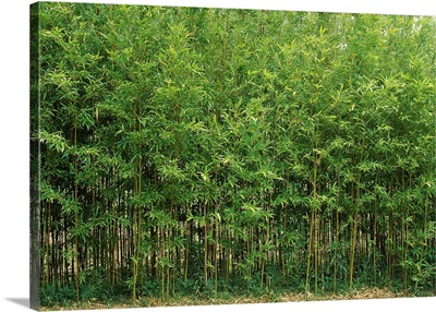 Bamboo trees in a forest, Fukuoka, Kyushu, Japan
