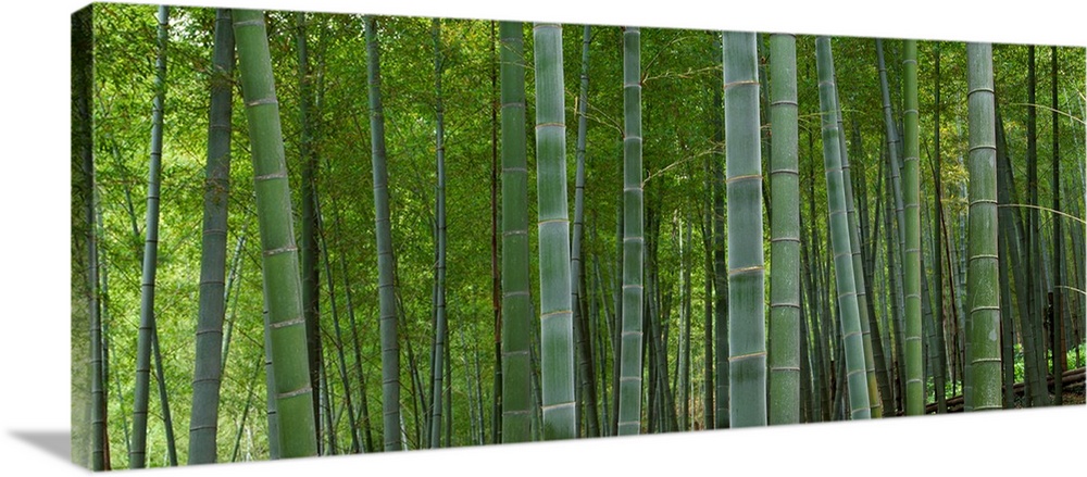 Bamboo trees in a forest, Fukuoka, Kyushu, Japan.