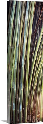 Bamboo trees in a garden, Kanapaha Botanical Gardens, Gainesville, Florida