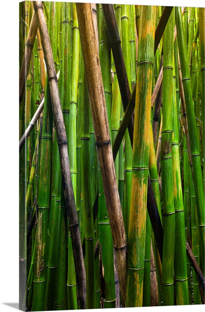 Bamboo trees, Maui, Hawaii, USA