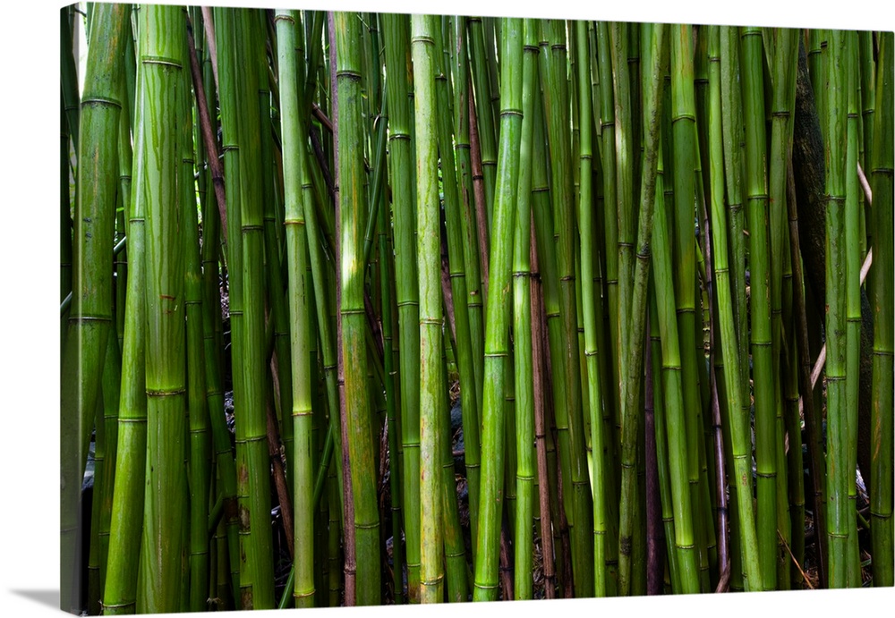 Bamboo trees, Maui, Hawaii, USA