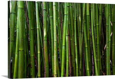 Bamboo trees, Maui, Hawaii