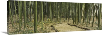 Bamboo trees on both sides of a path, Kyoto, Japan