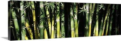Bamboos in a forest