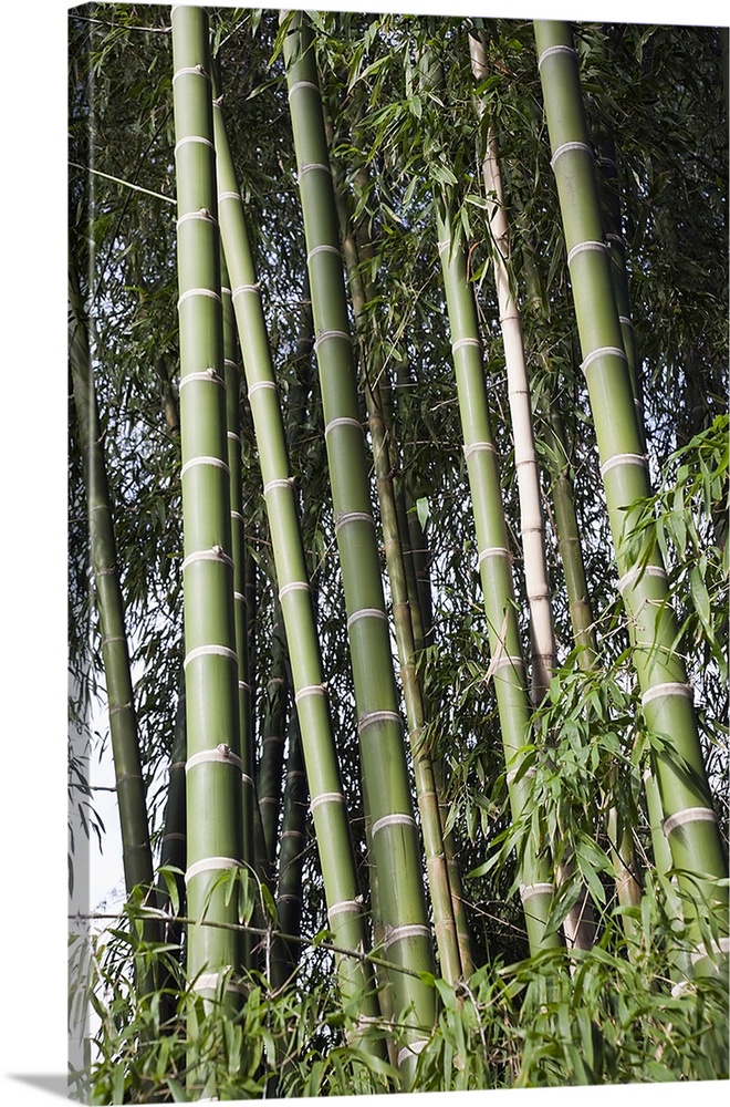 Bamboos in a forest, Hawaii