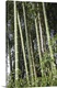 image thumbnail of Bamboos in a forest, Hawaii