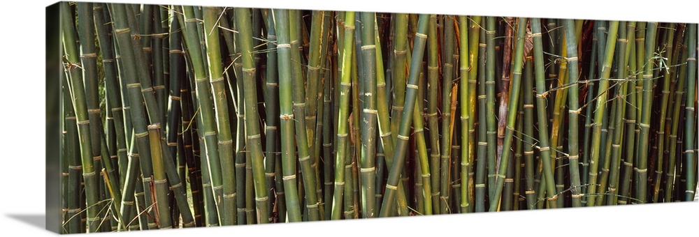 Long image of bamboo printed onto canvas.