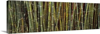 Bamboos in a garden Kanapaha Botanical Gardens Gainesville Florida
