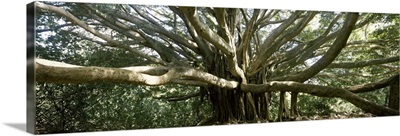 Banyan tree stretches in all directions, Maui, Hawaii