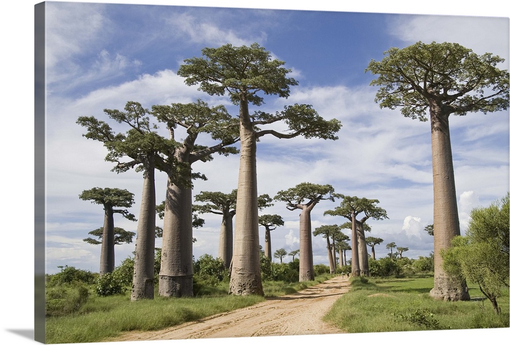 Baobab trees along a dirt road, Avenue of the Baobabs, Morondava, Madagascar