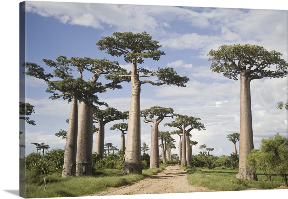 Baobab trees (Adansonia digitata) along a dirt road, Avenue of the Baobabs, Morondava, Madagascar