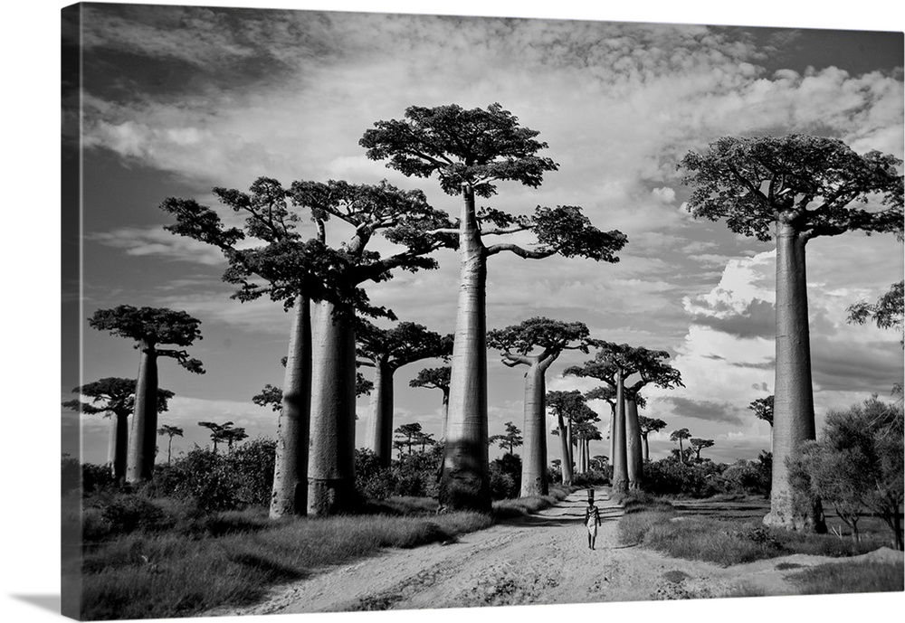 Baobab trees (Adansonia digitata) along a dirt road, Avenue of the Baobabs, Morondava, Madagascar