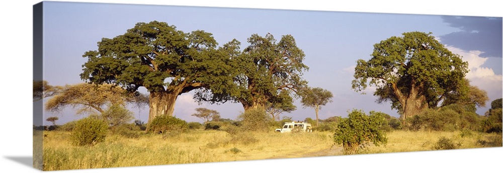 Baobab Trees and Safari Tarangire Tanzania Africa