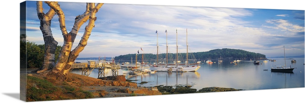 Giant horizontal photograph of a large tree near the shore, overlooking many boats in the waters of Bar Harbor in Maine, b...