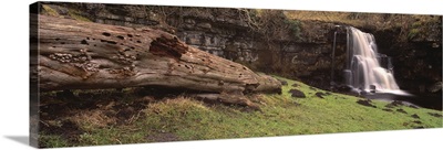 Bare tree lying on grass, East gill falls, Ingleton, North Yorkshire, England