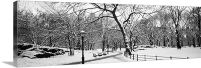 Bare trees during winter in a park, Central Park, Manhattan, New York City