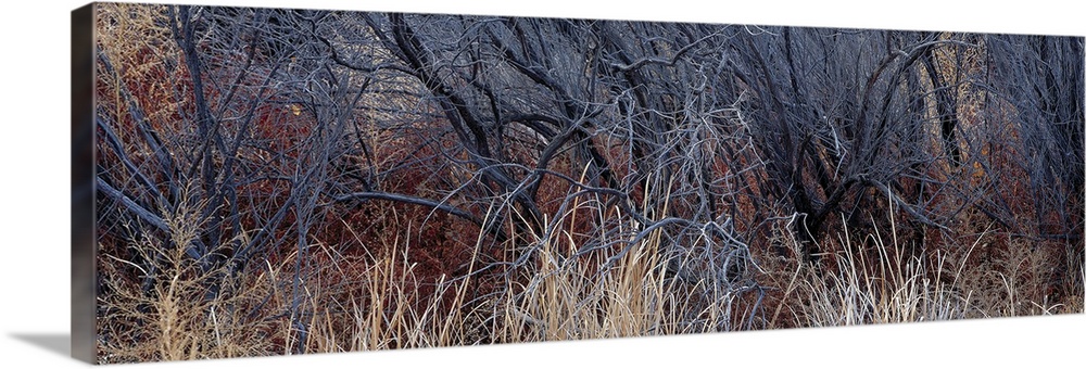 Bare trees in a forest, Bosque del Apache National Wildlife Reserve, New Mexico
