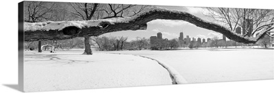 Bare trees in a park, Lincoln Park, Chicago, Illinois