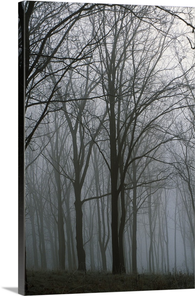 Bare trees in misty forest, Finger Lakes Region, New York