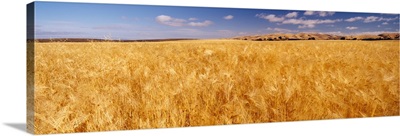 Barley crop growing on field, California