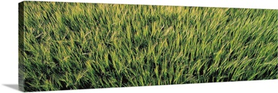 Barley Field Scotland