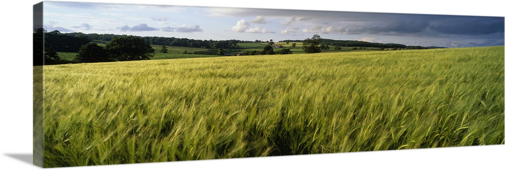 Barley Field Wales