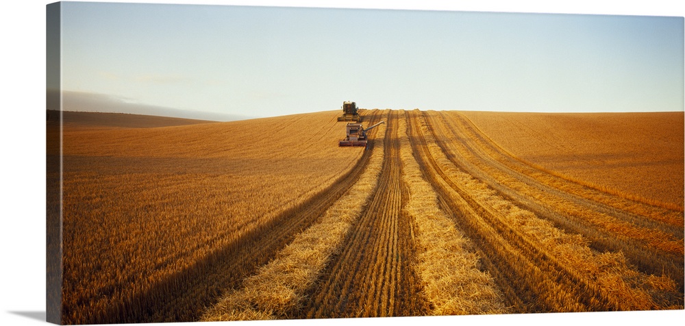 Barley Harvest Temuka New Zealand