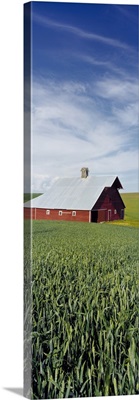 Barn and Wheat Field WA