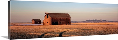 Barn in a field, Hobson, Montana