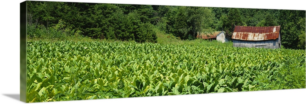 Barn in a tobacco field, Kentucky