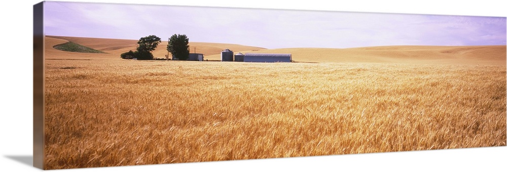 Barn in a wheat field, Palouse Country, Washington State
