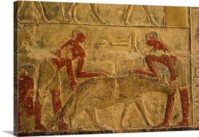 Bas Relief Mural Depicting Servants Force Feeding Hyenas for Foie Gras, Mastaba of Mereruka, Egypt