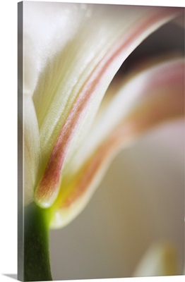 Base of stargazer lily blossom and stem, detail.