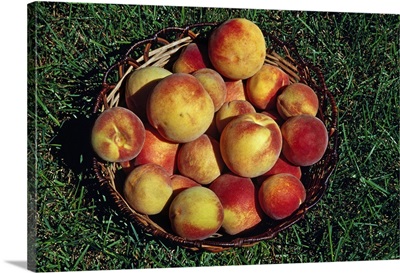 Basket of harvested peaches.