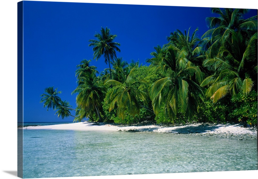 Photographic print of a luscious forest of palm trees meeting a white sand beach with crystal clear ocean water.