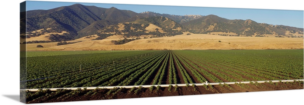 Bean Field Salinas Valley CA
