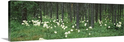 Beargrass and Lodgepole pines in a forest, US Glacier National Park, Montana