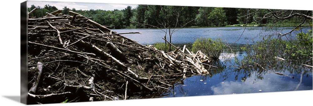 Beaver nest at a pond Beaver Pond Hubbardston Worcester County Massachusetts