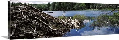 Beaver nest at a pond Beaver Pond Hubbardston Worcester County Massachusetts