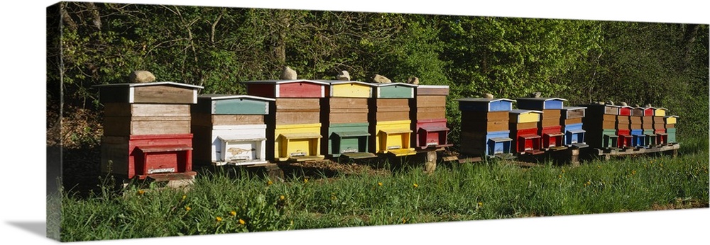 Bee Hives Switzerland